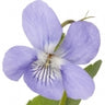 Violeta