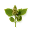 Pachulí