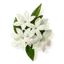 Jazmín