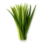 Vetiver