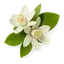 Neroli