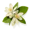 Flor de azahar