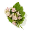 Salvia esclarea