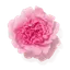 Peonía