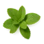 Menta