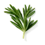 Romero