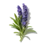 Lavanda