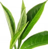 Té verde