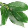 Hoja de laurel